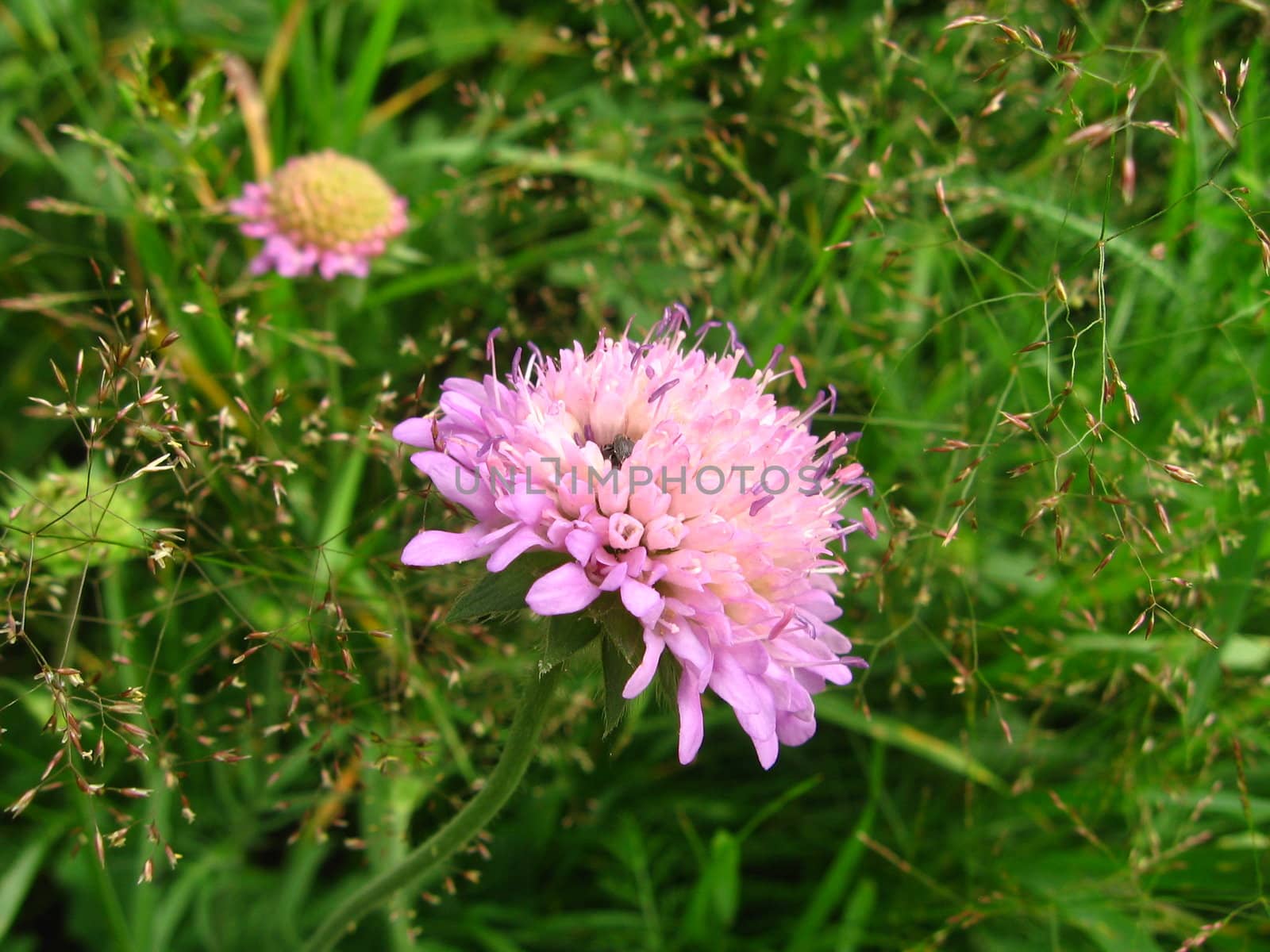 Beautiful modest sunny flower in green field