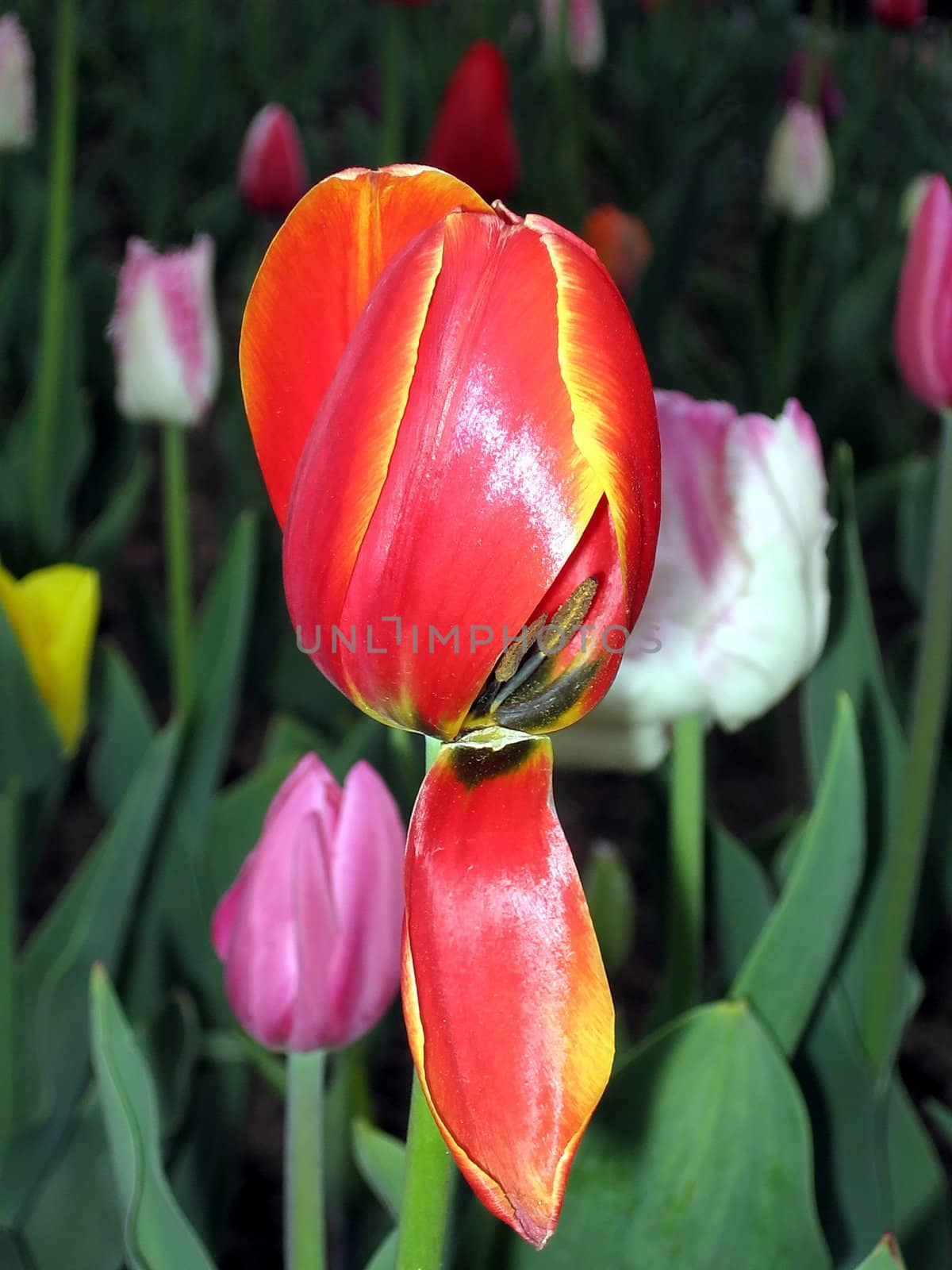 Opened colour tulip on a background of pink tulips