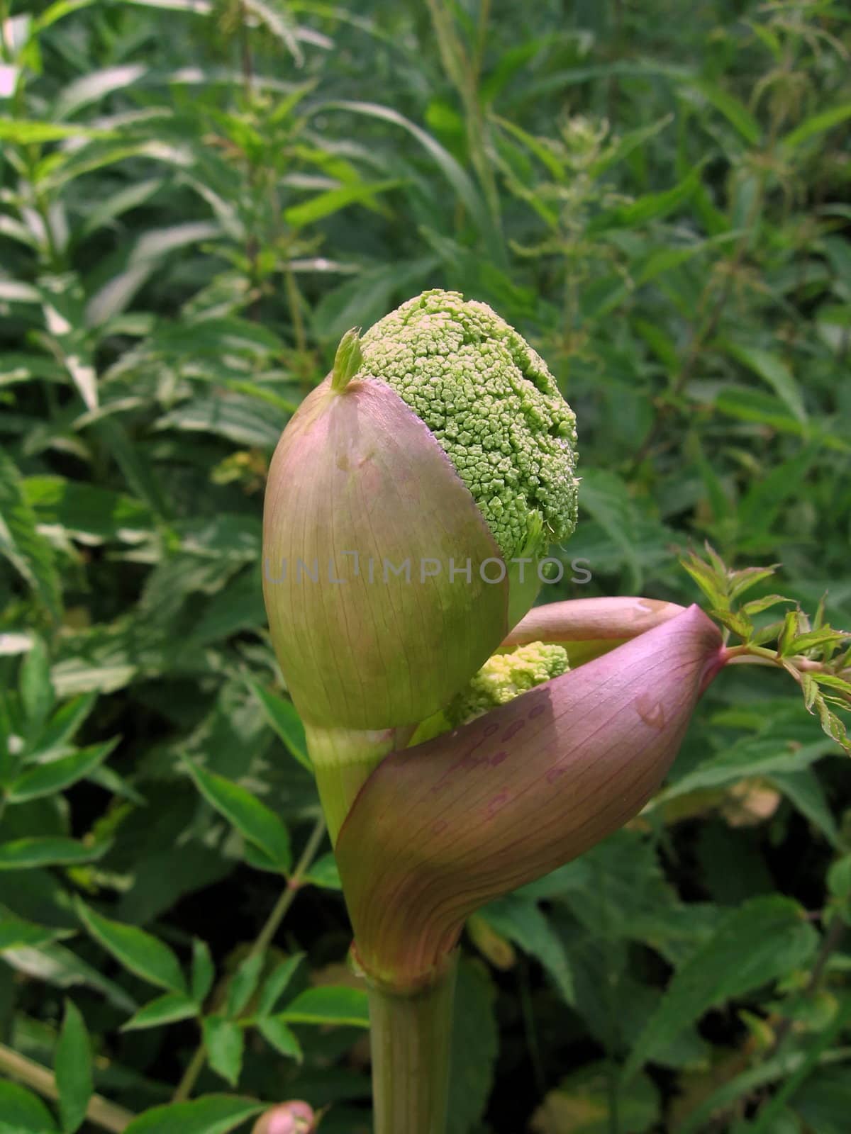 Unusual large green bud with thick stalk