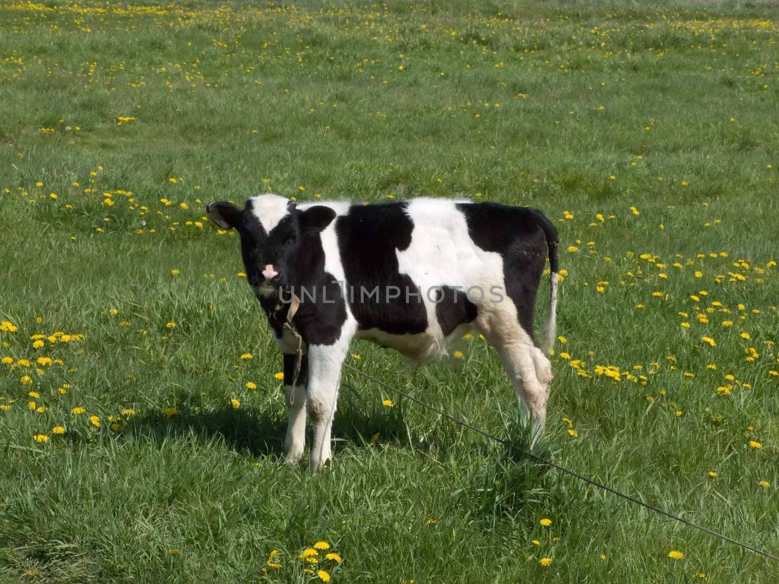 The black and white cow on a summer meadow 