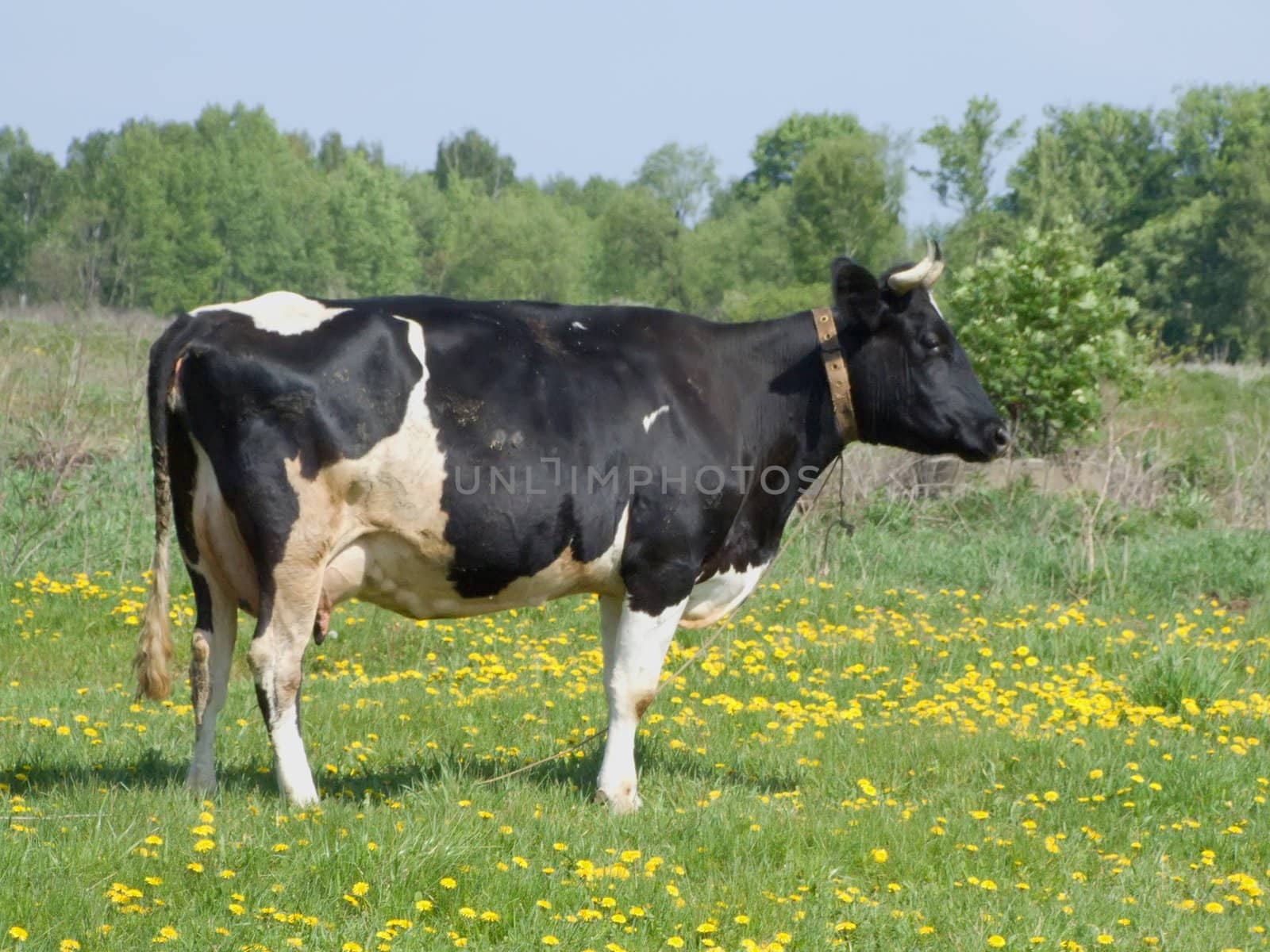 The black and white cow on a summer meadow 