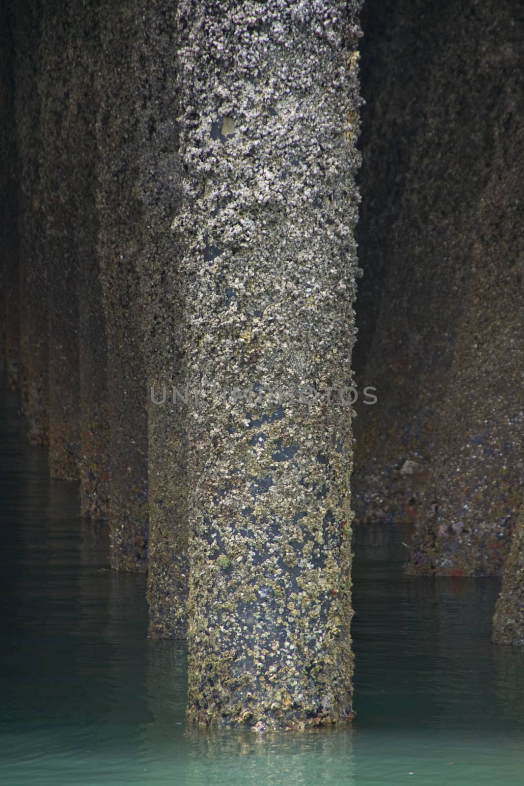 A collection of pillars work together to hold a dock above water in the ocean at the port of Darwin in Australia.
