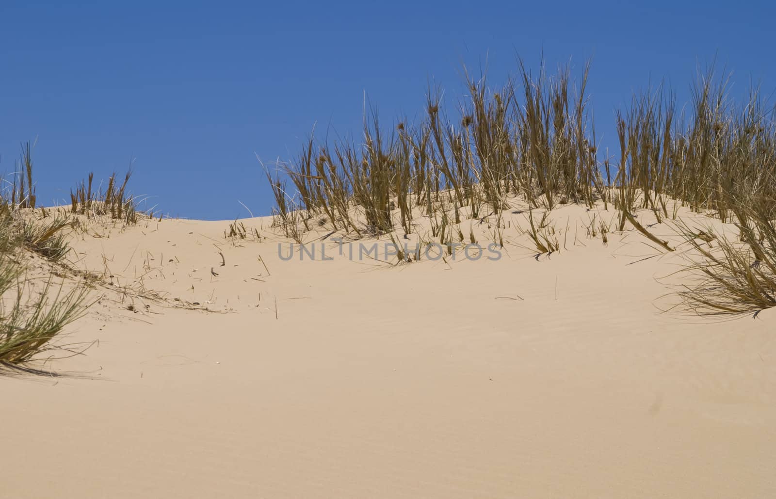 Sand dune against a blue sky in Western Australia.