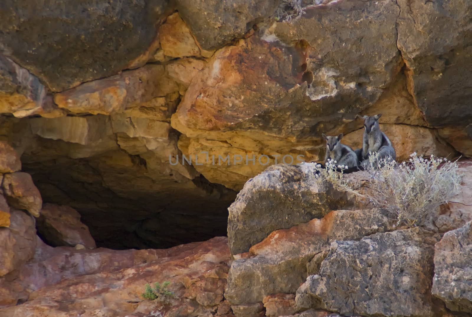 Couple of rock wallabies near their lair on the cliff above an enclosed river on the Western coast of Australia near Exmouth.