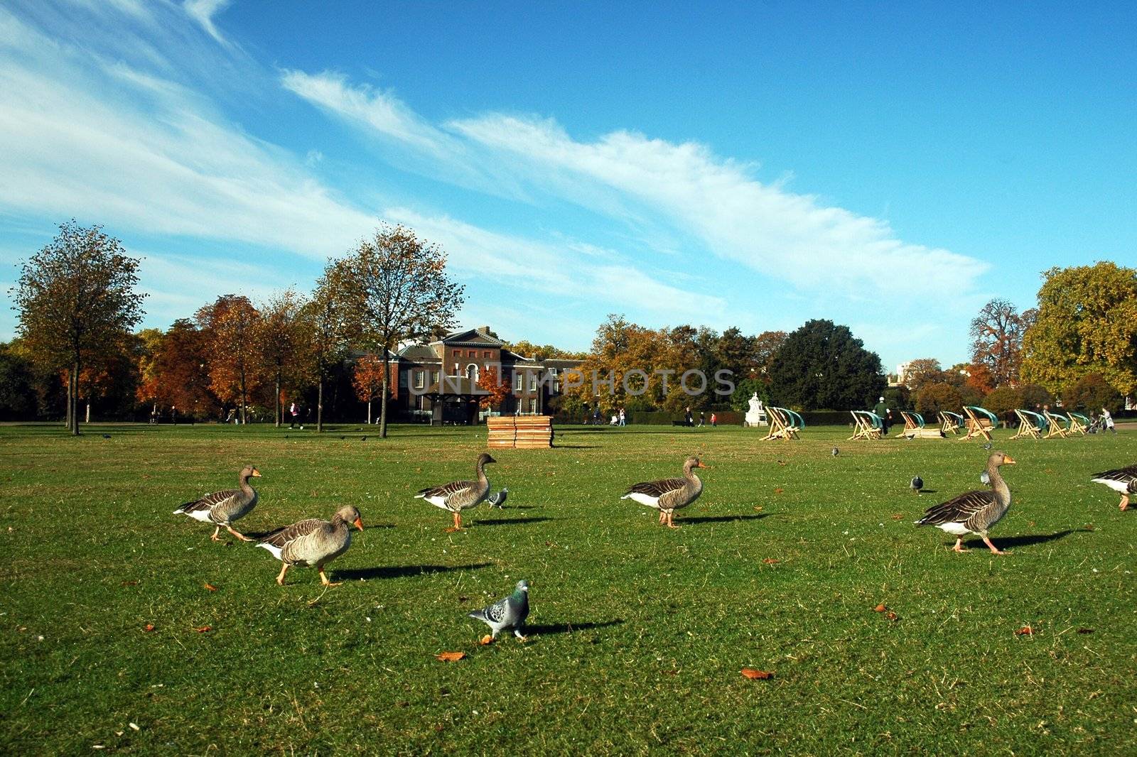 Autumn london park with birds, trees and grass