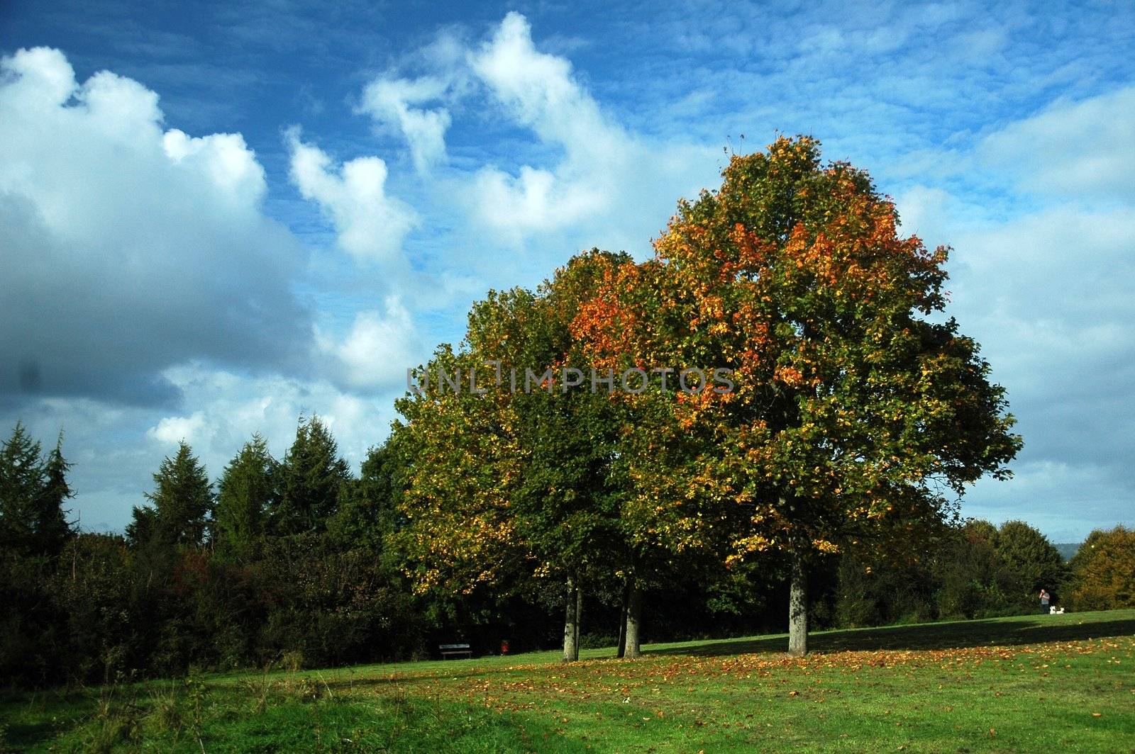 Autumn Fairwater park with blue sky, white clouds