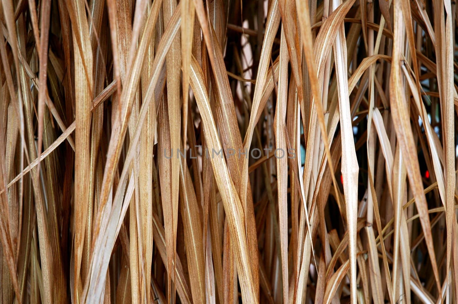 background of dry grass,  horizontally framed picture