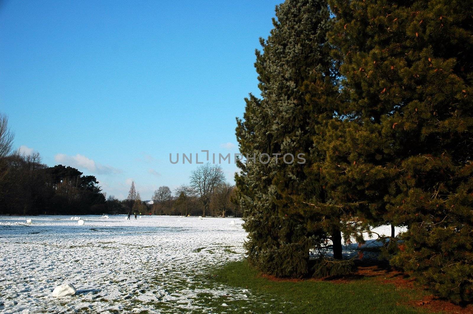 snowy cardiff park with tree and blue ski, horizontally framed picture