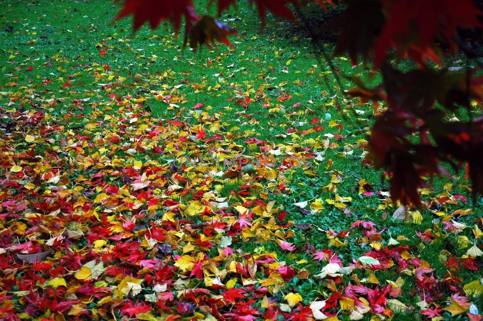 autumn in cardiff bute park with red and yellow leaves on the green grass