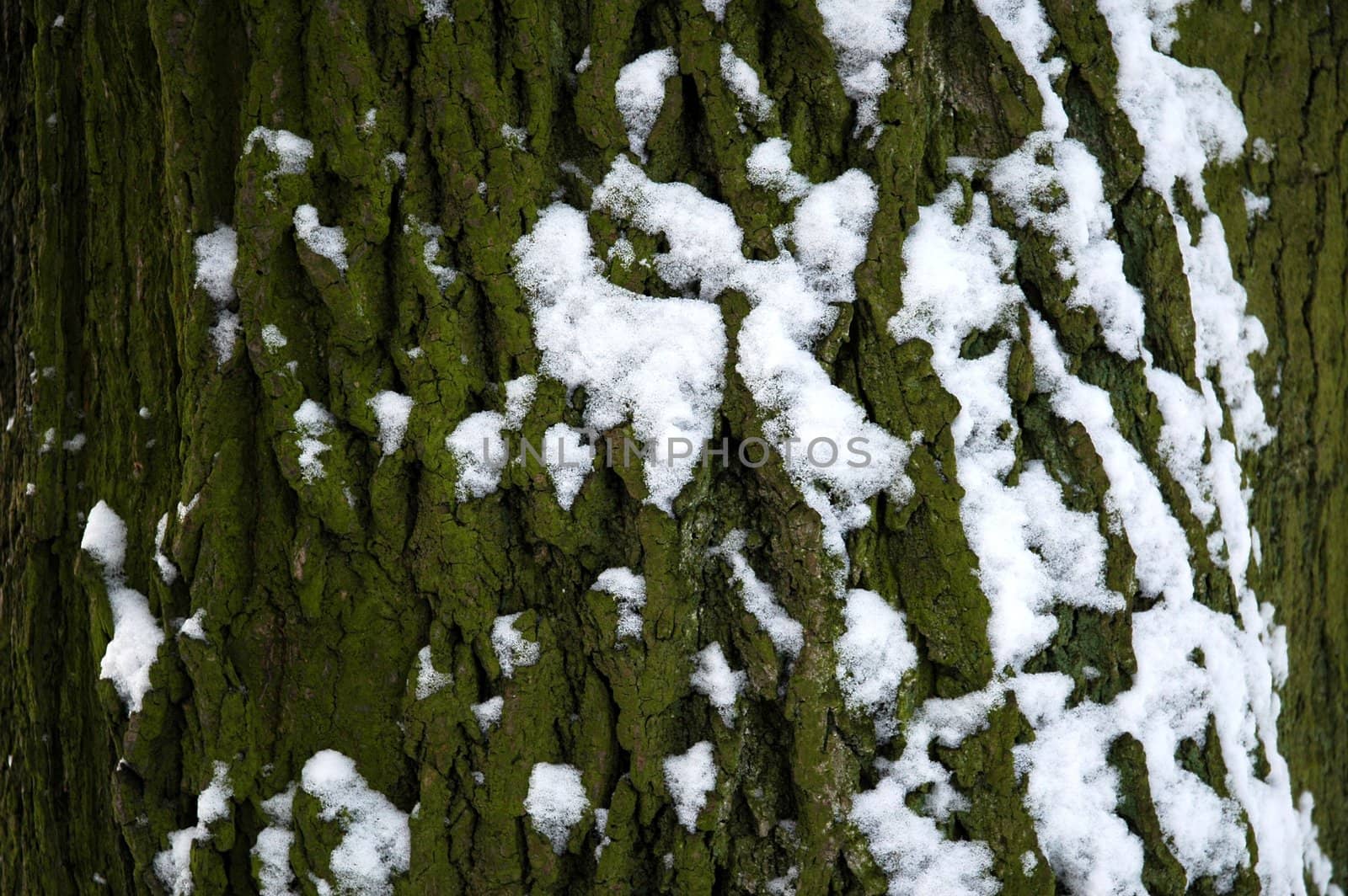 background of snowy tree bark, horizontally framed shot