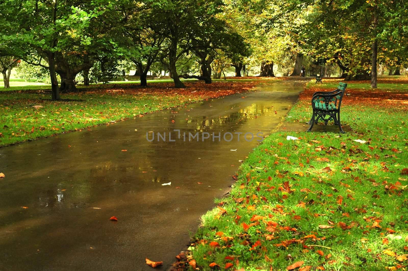autumn cardiff park with bench, path, and leaves on the field