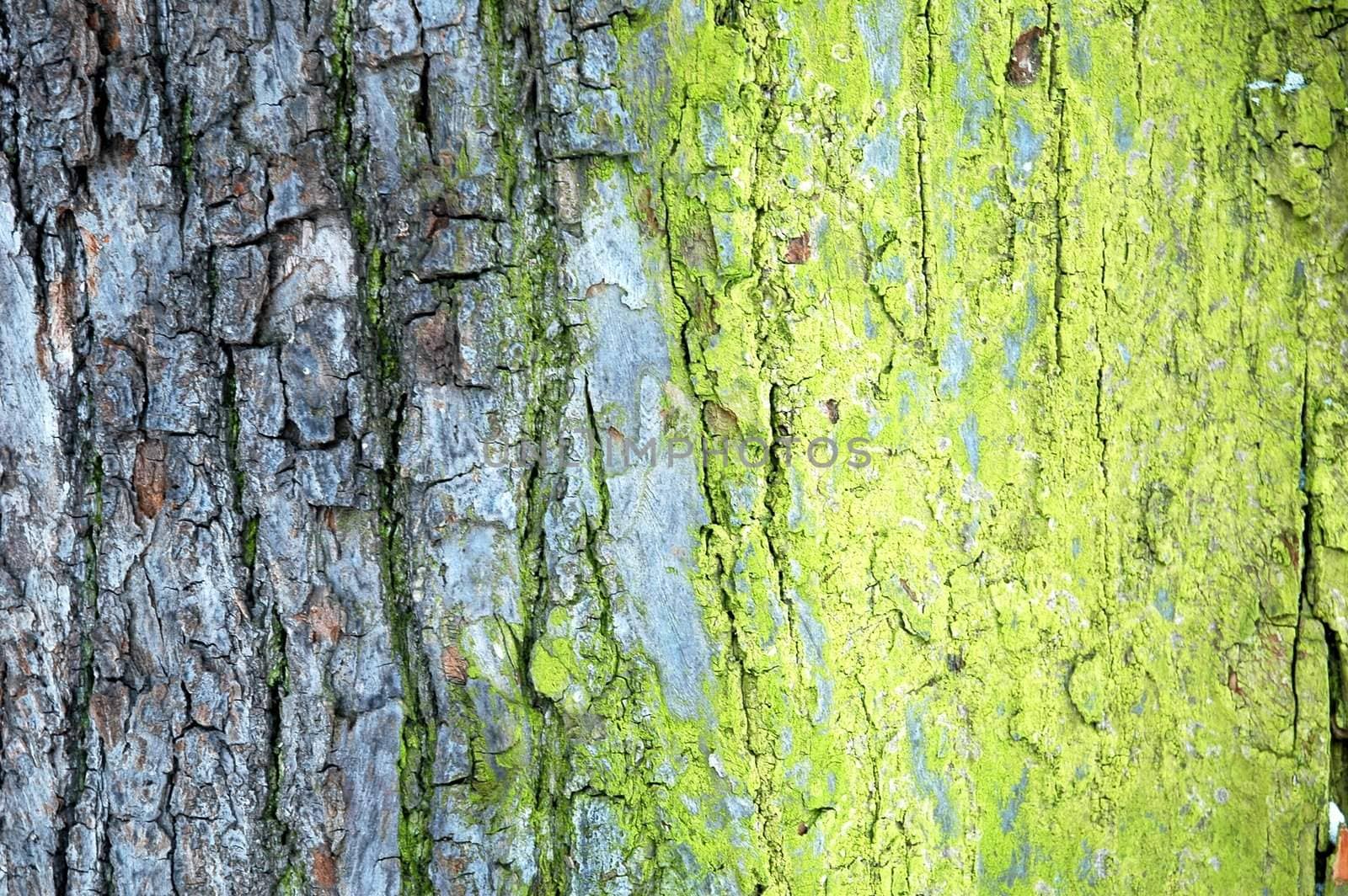 background of tree bark, horizontally framed shot