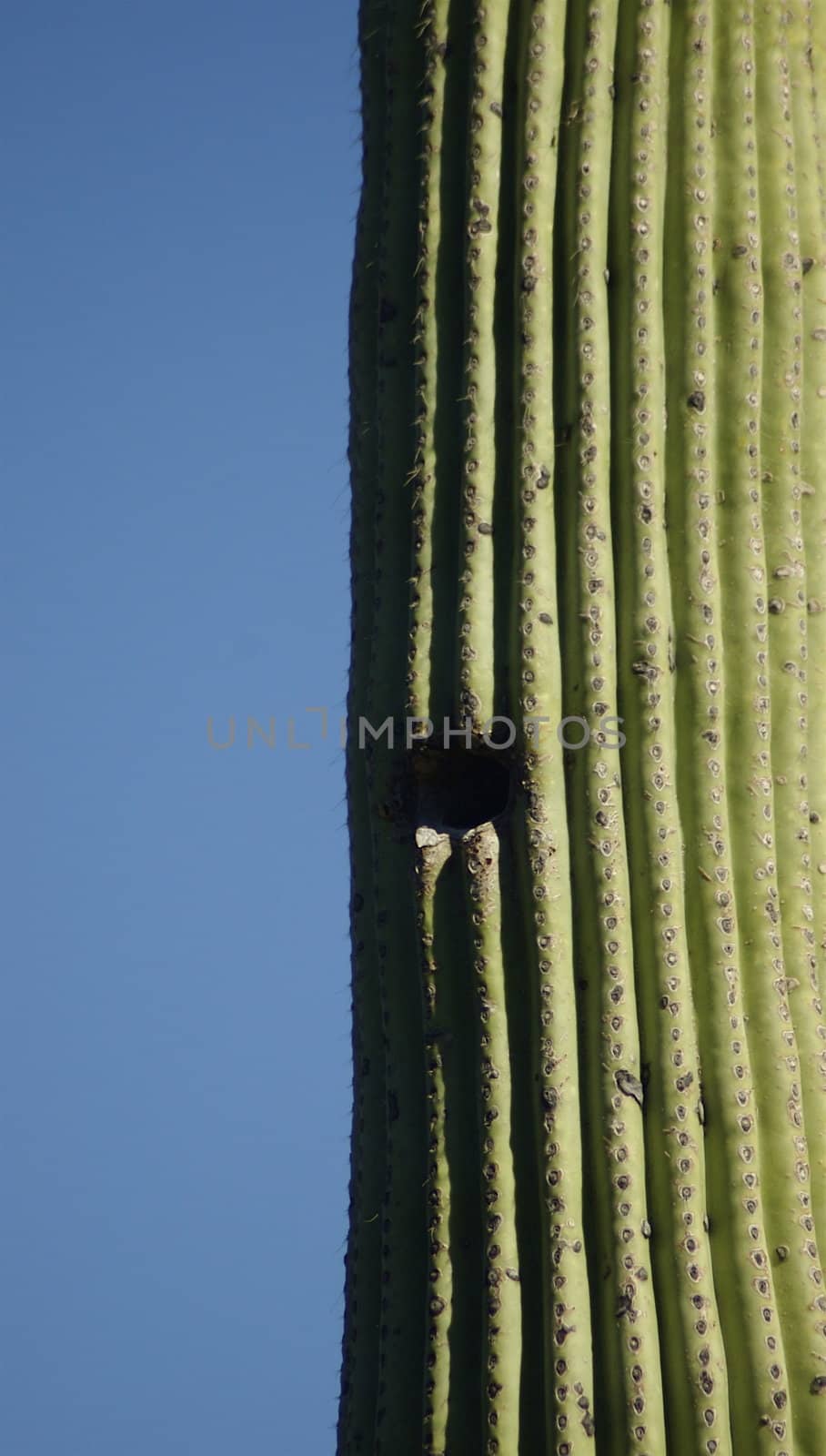 Vertical shot of a ridged cactus, featuring a bird hole in the centre, on one side, against a bright blue sky on the left hand side of the picture