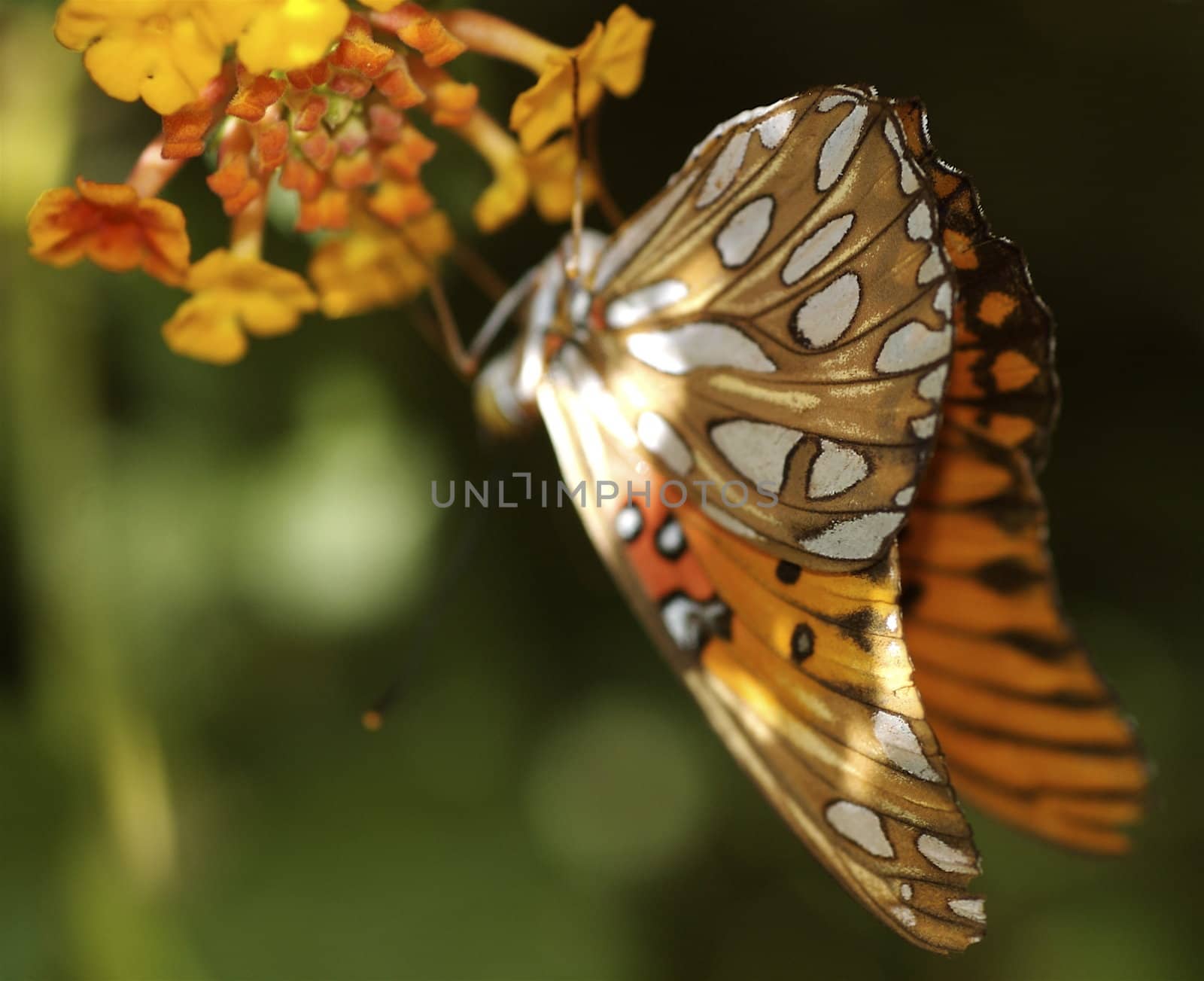 Orange and brown patterned butterfly, landed on the stamen of a yellow desert plant