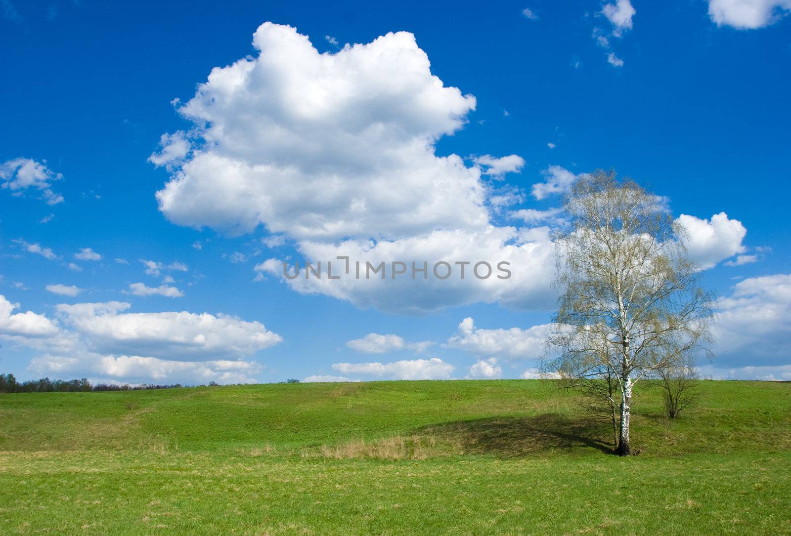 Landscape with Birchtree