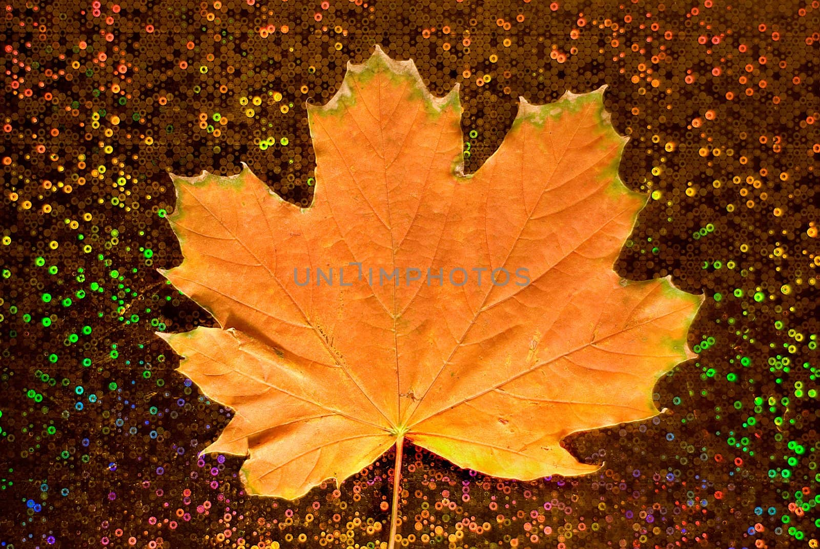 The orange maple leaf is photographed on a brilliant background
