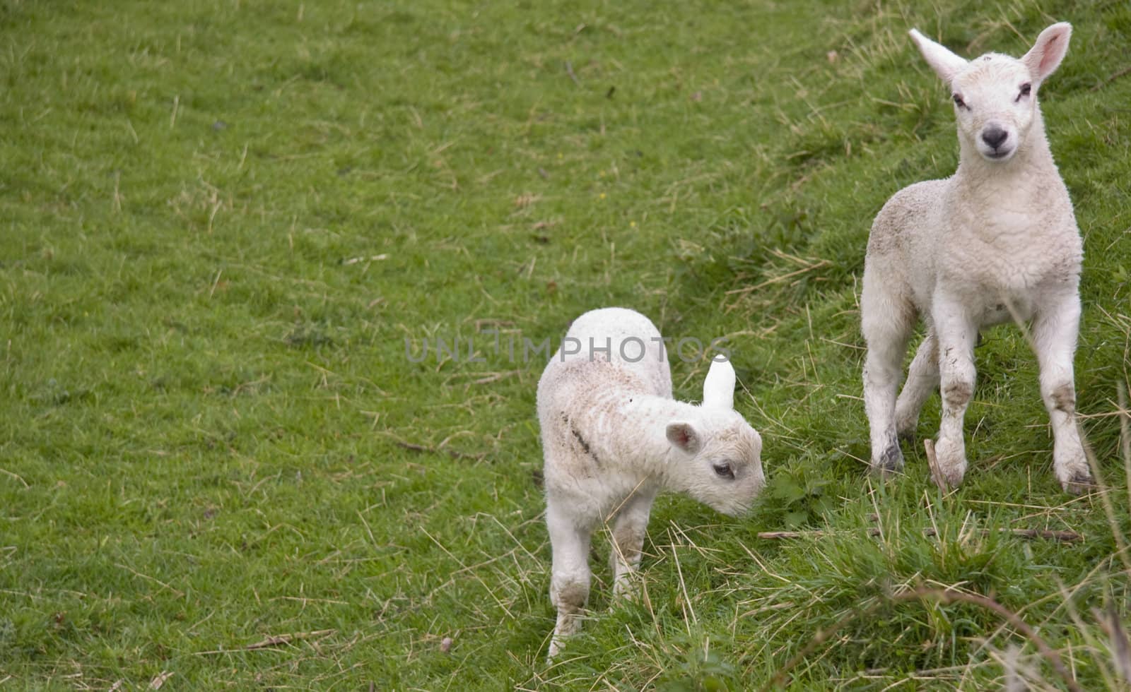 Two little lambs playing in the field