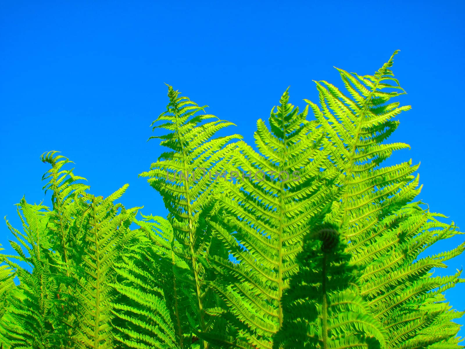 fern and blue sky