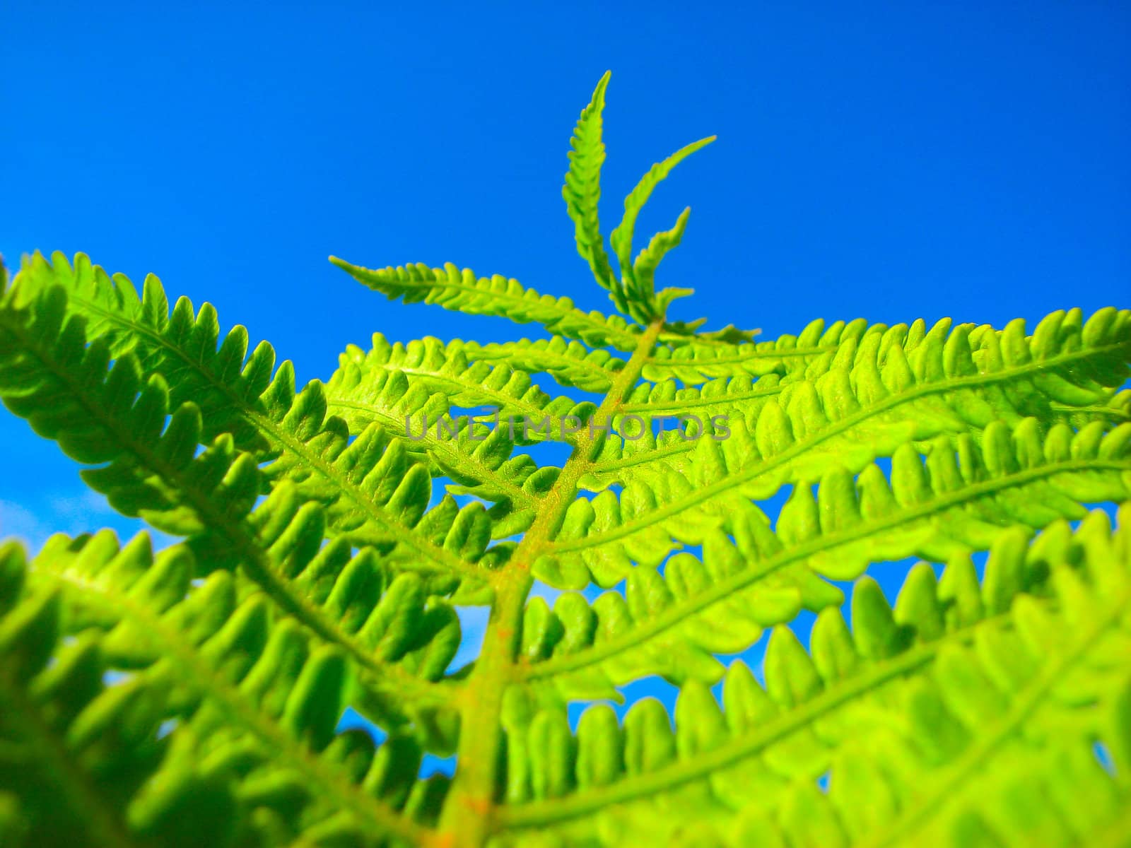 close up fern by vadimone