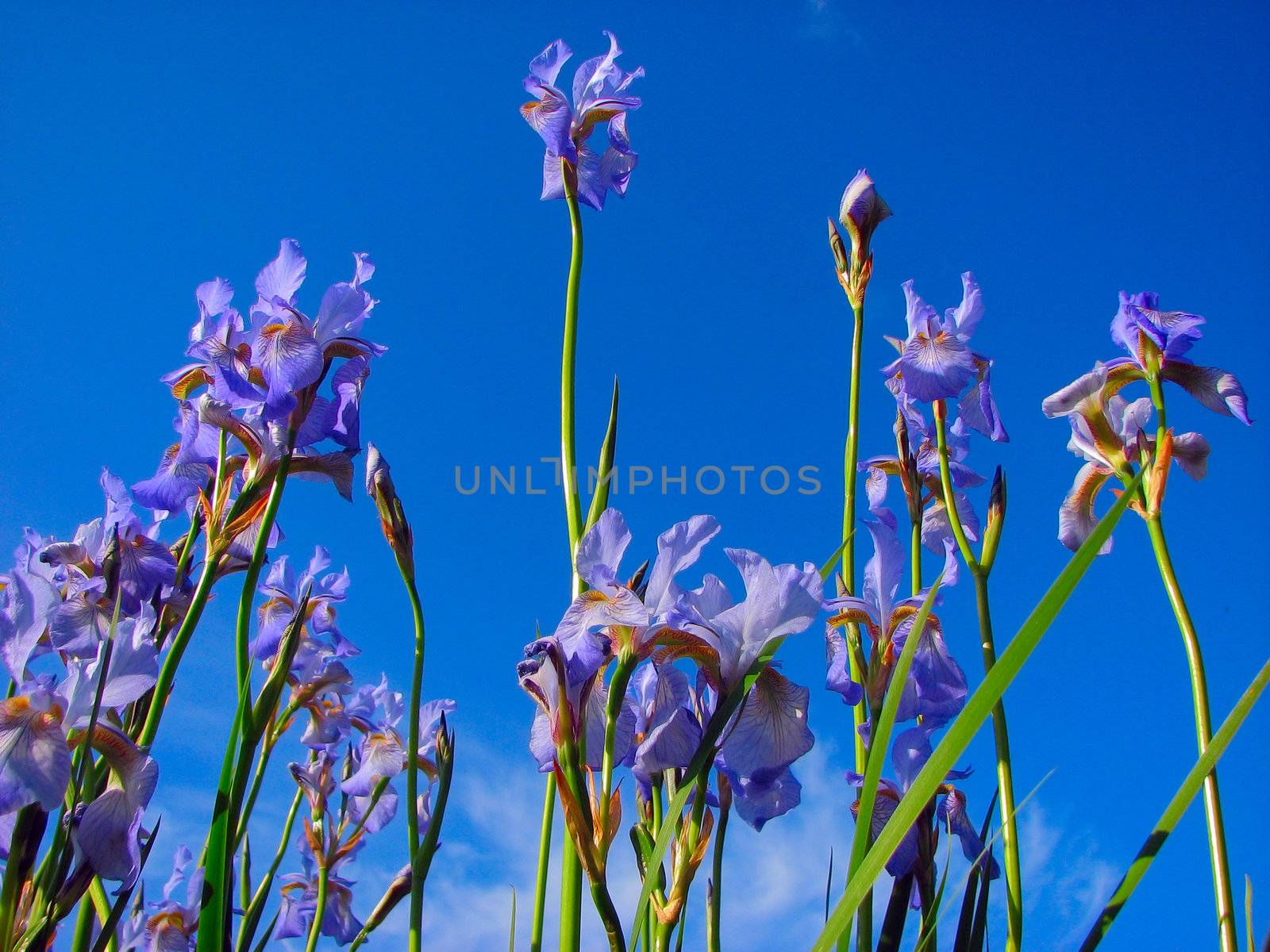 blue iris and sky by vadimone