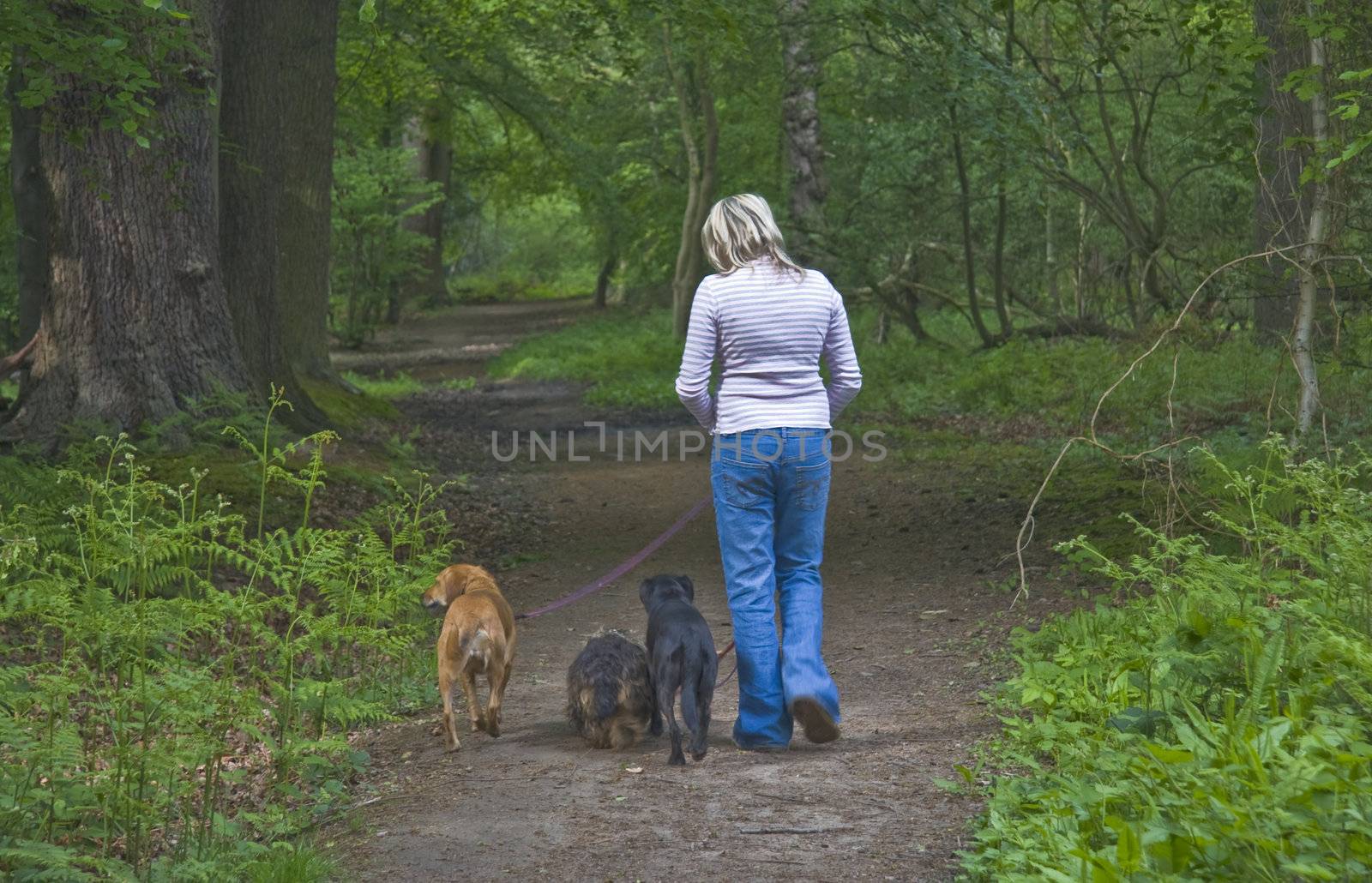 A young teenage girl walking her three dogs in the woods.