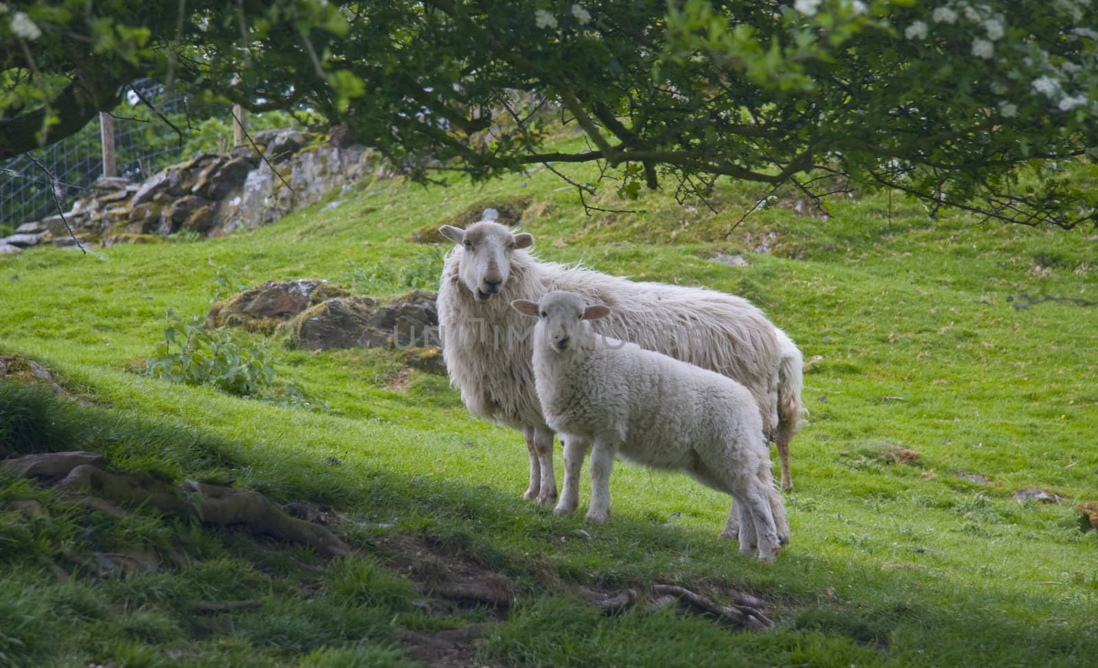 Sheep and her lamb on welsh hillside
