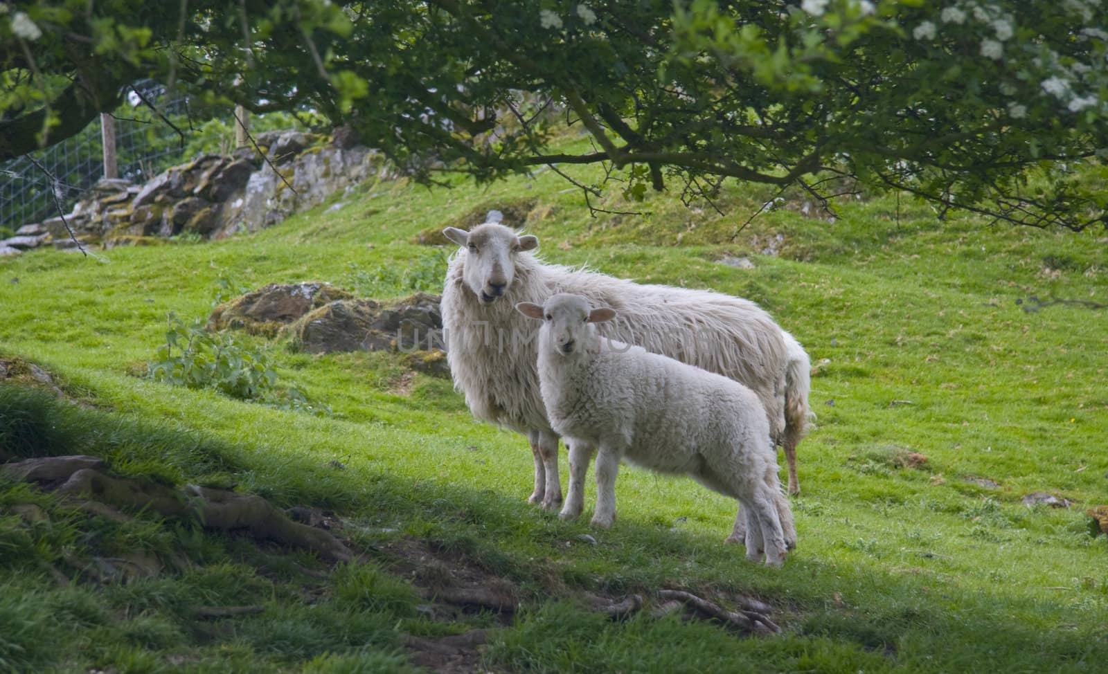 Sheep and lamb. by groomee