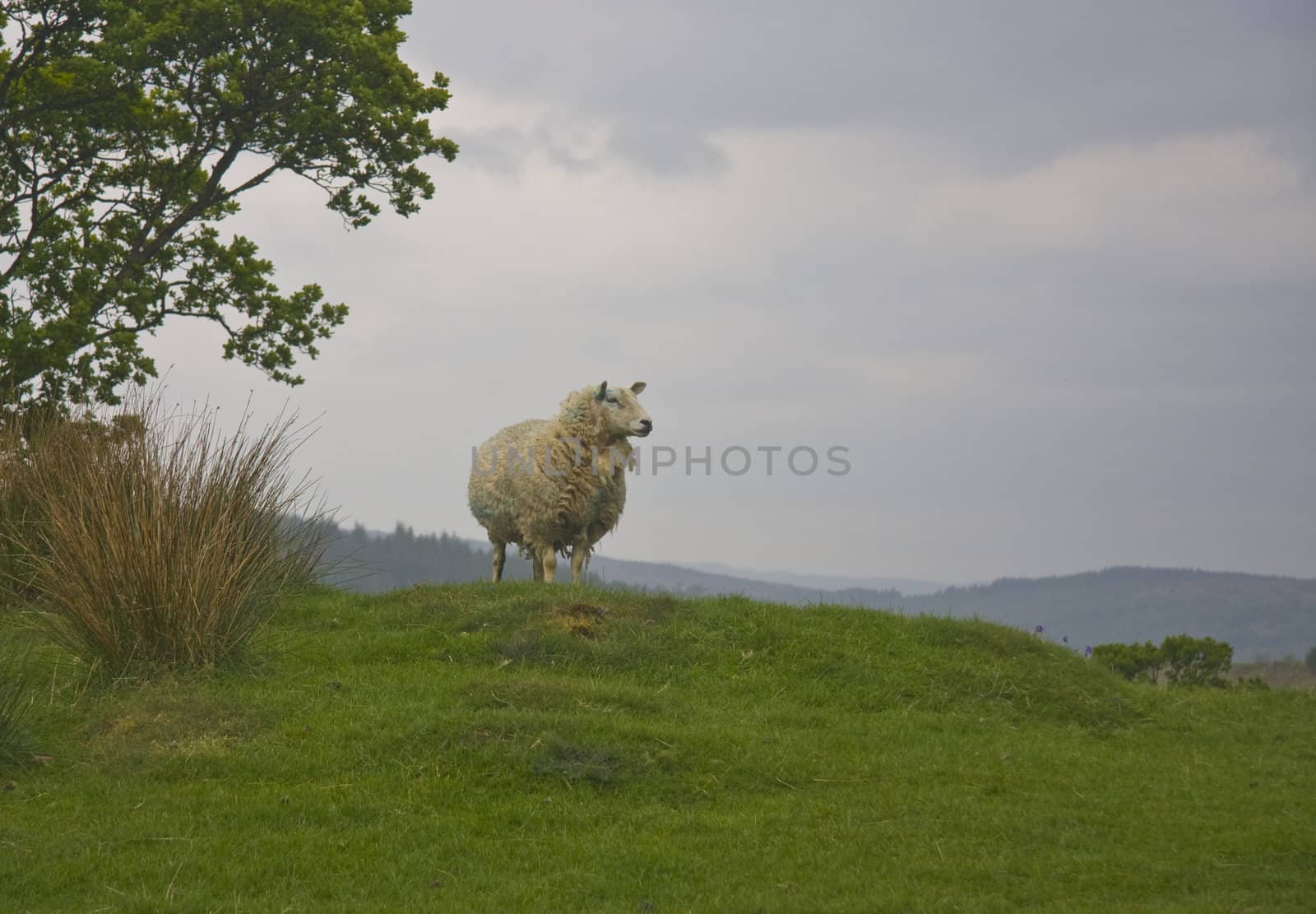 Lone sheep standing on welsh hillside