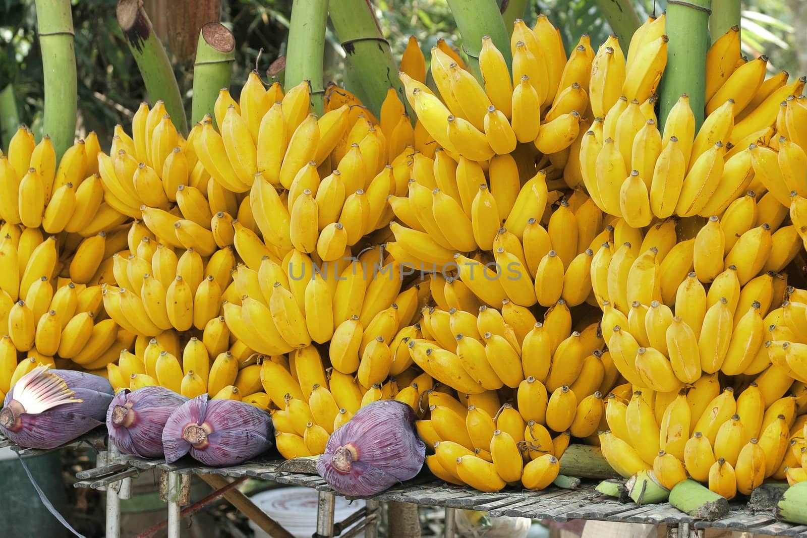 Yellow banana brunches and banana flowers