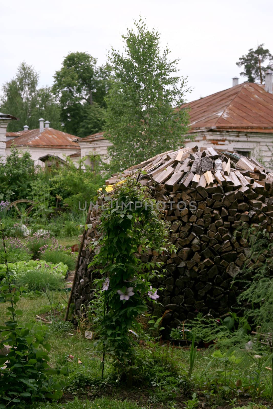 Stack of fire wood by jalta