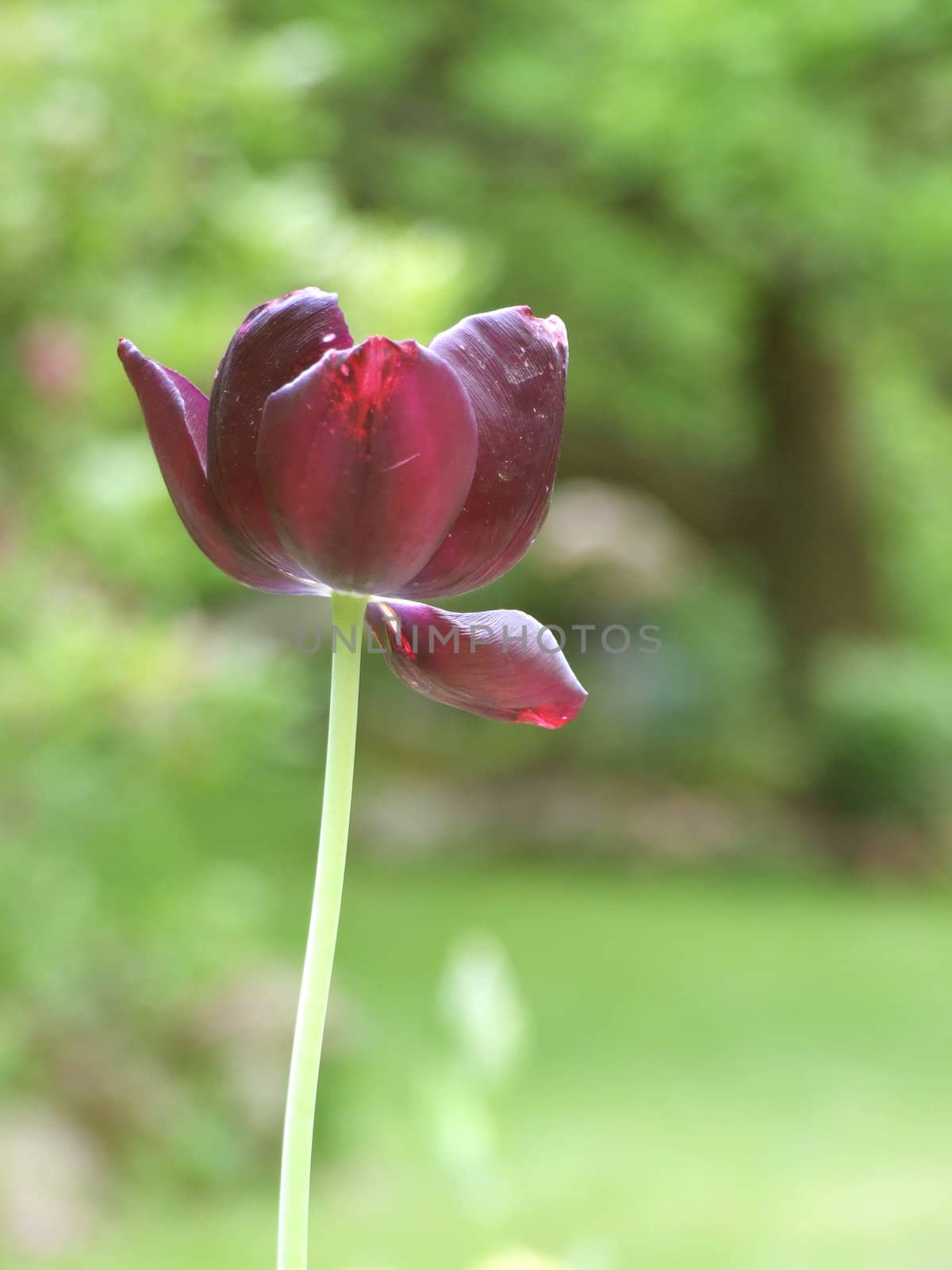 tulip by grzym