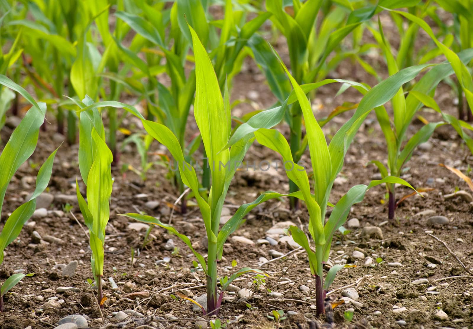 Young corn crop at spring