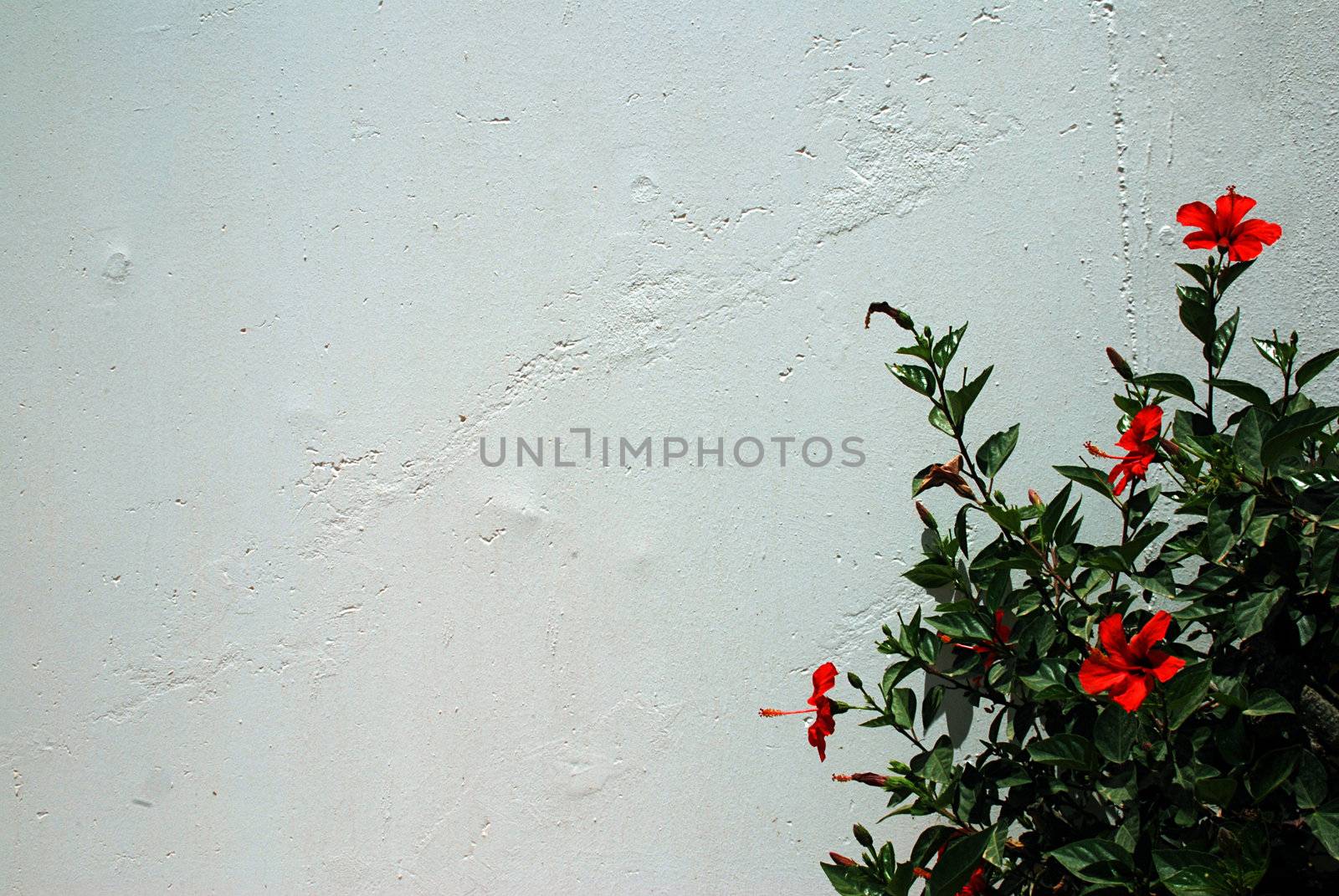 Hibiscus against the white wall by fyletto