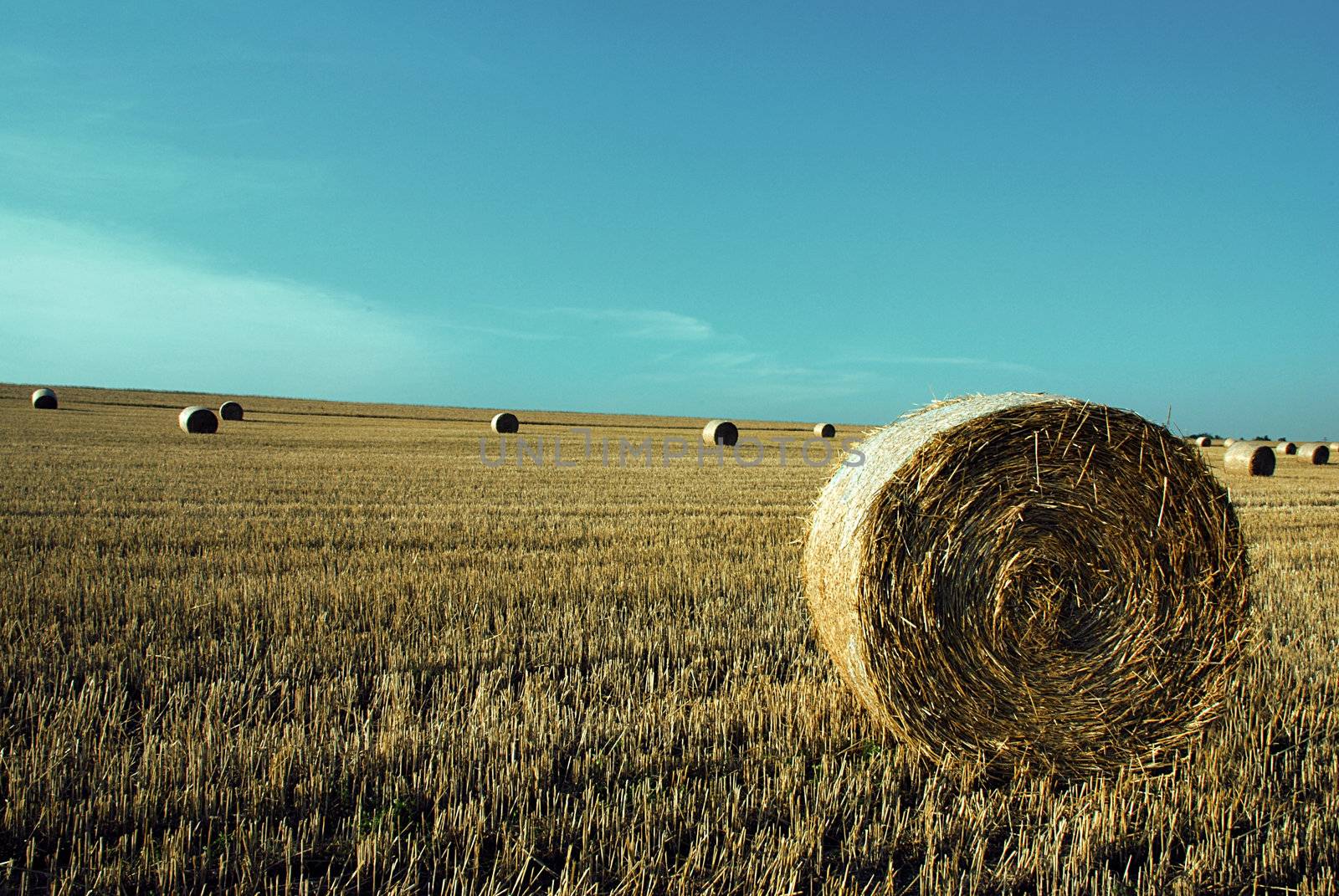 Field after the harvest with straw rolls