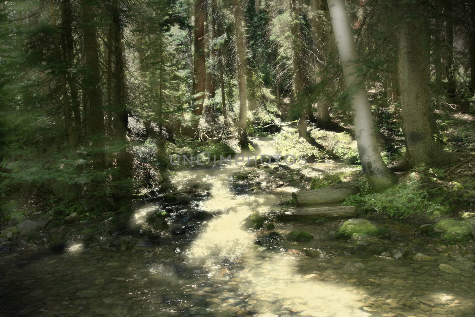 Sunlight's golden glow illuminates parts of a beautiful stream which tumbles through the deep shade of the aspen and pine forest in the Colorado mountains.  