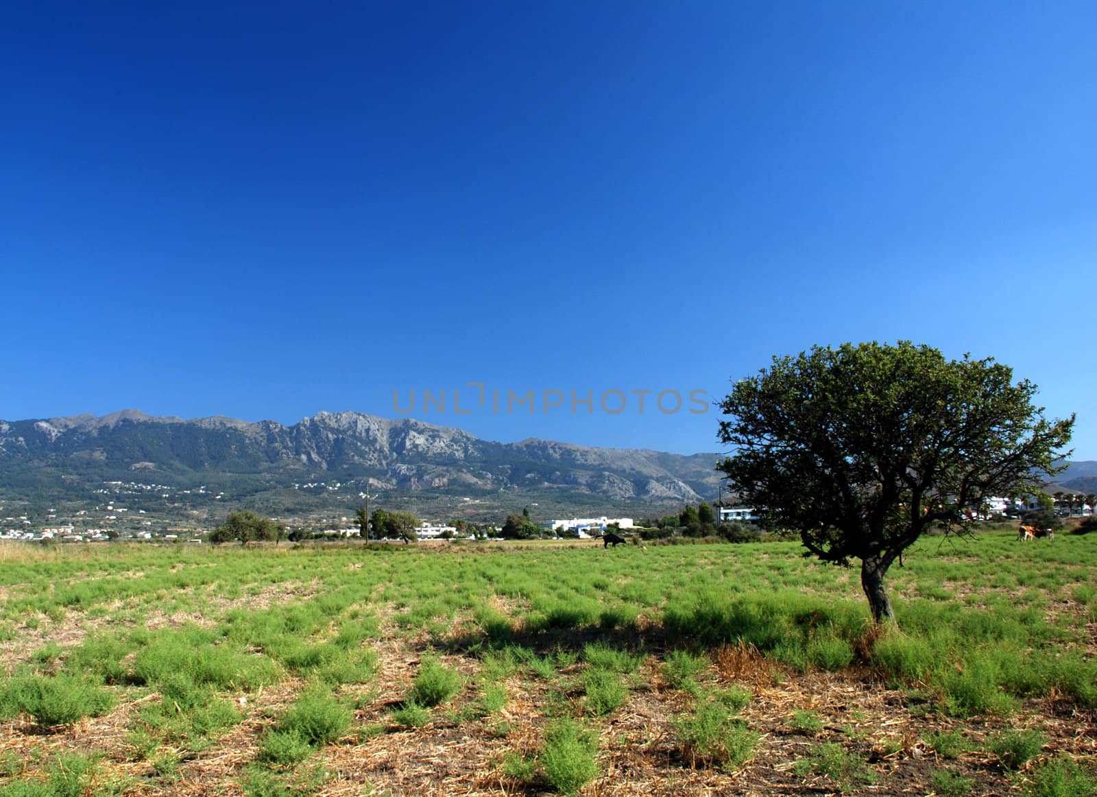 Plain with cows and single olive tree and mountains in the back
