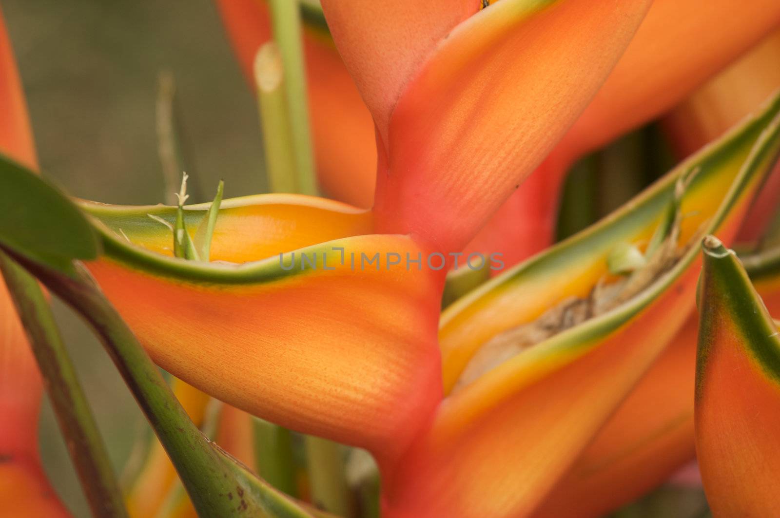 Exotic Tropical Flower Abstract in Bloom.