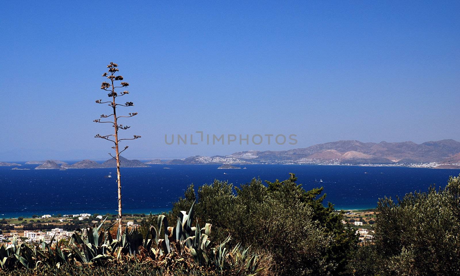 Greece and agave by fyletto