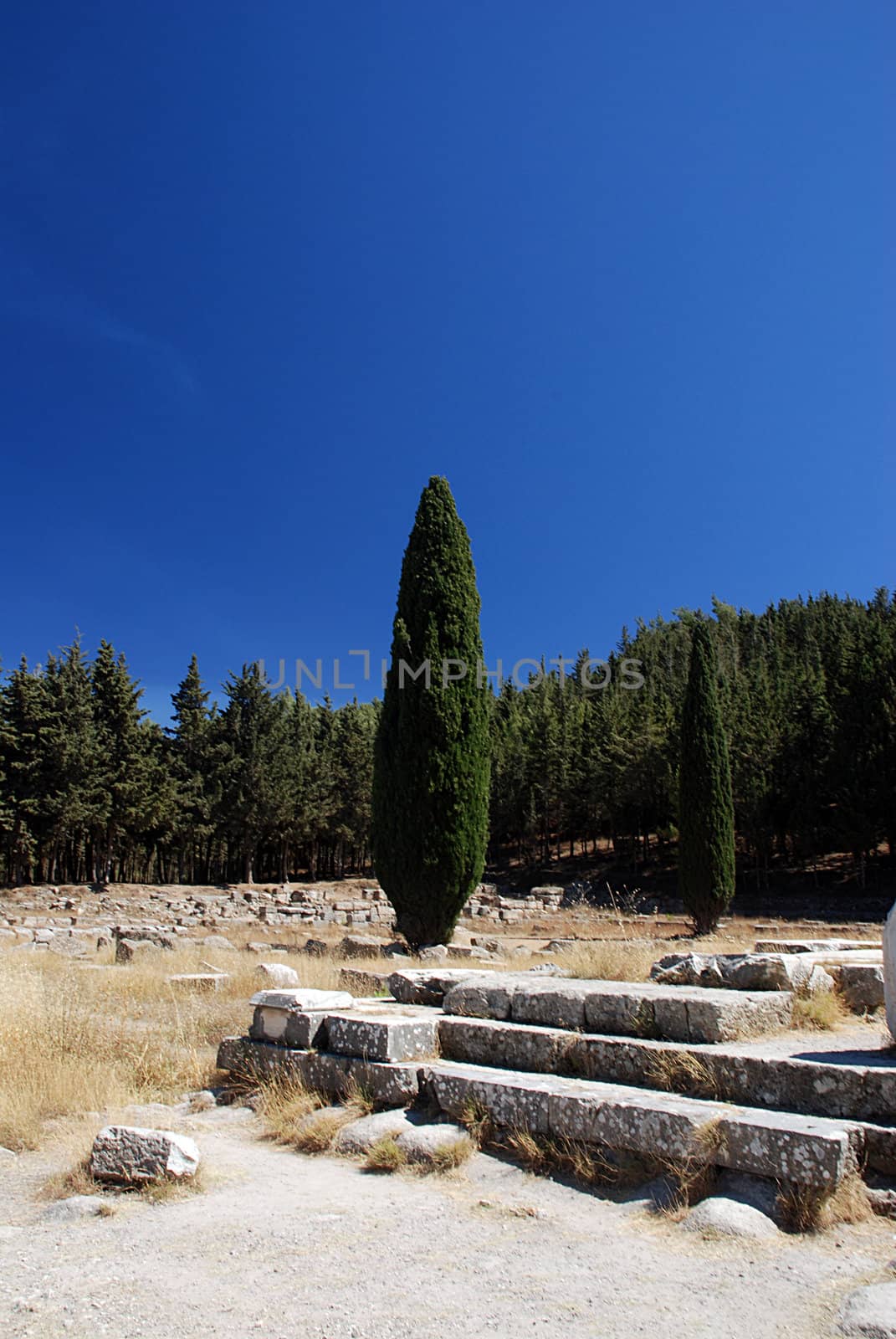 Cypress against a blue sky and ruins of greek academy