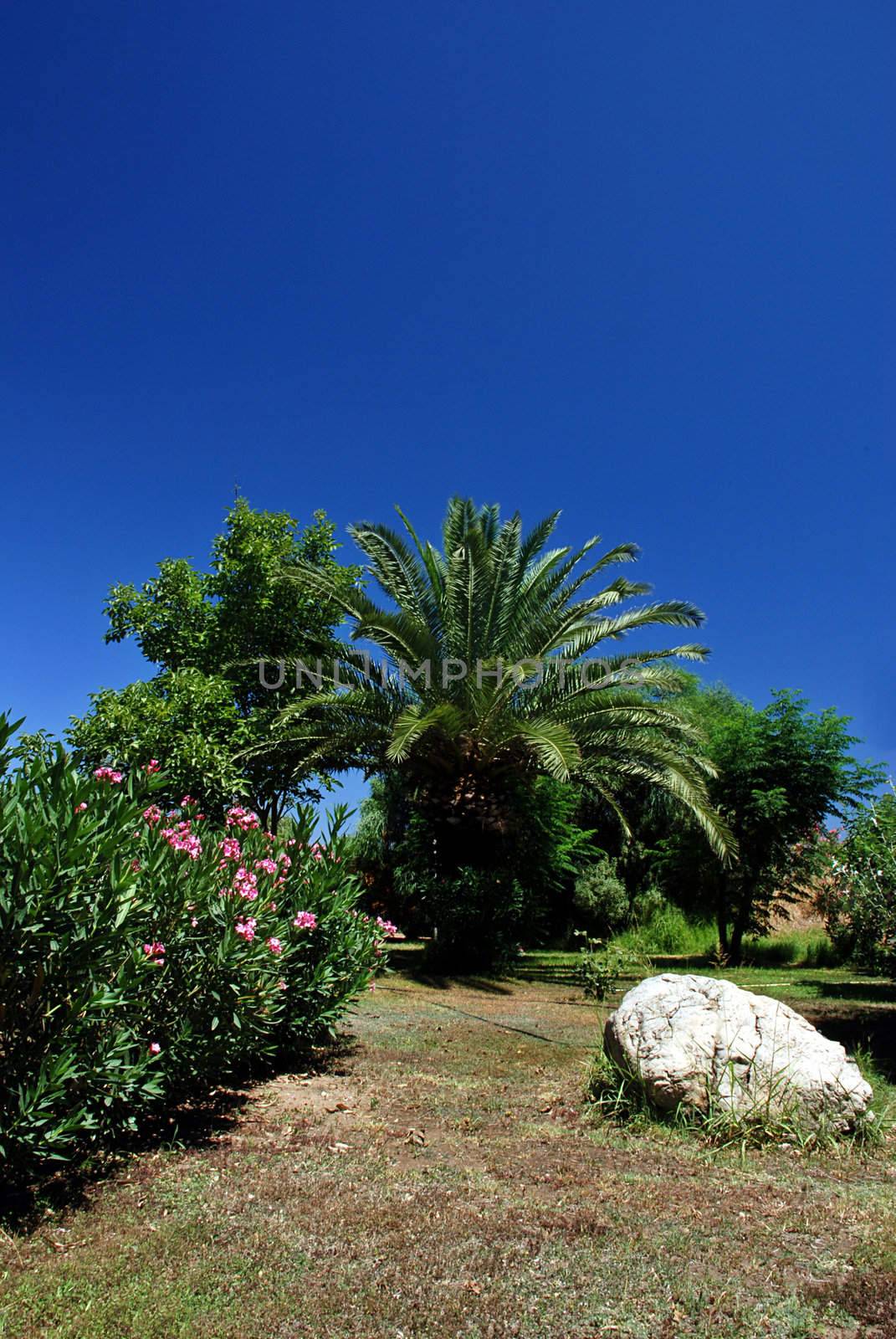 Beautiful tropical garden with many plant species