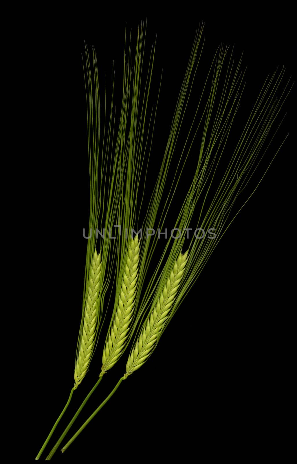 High definition picture of three green durum wheat ears isolated on black