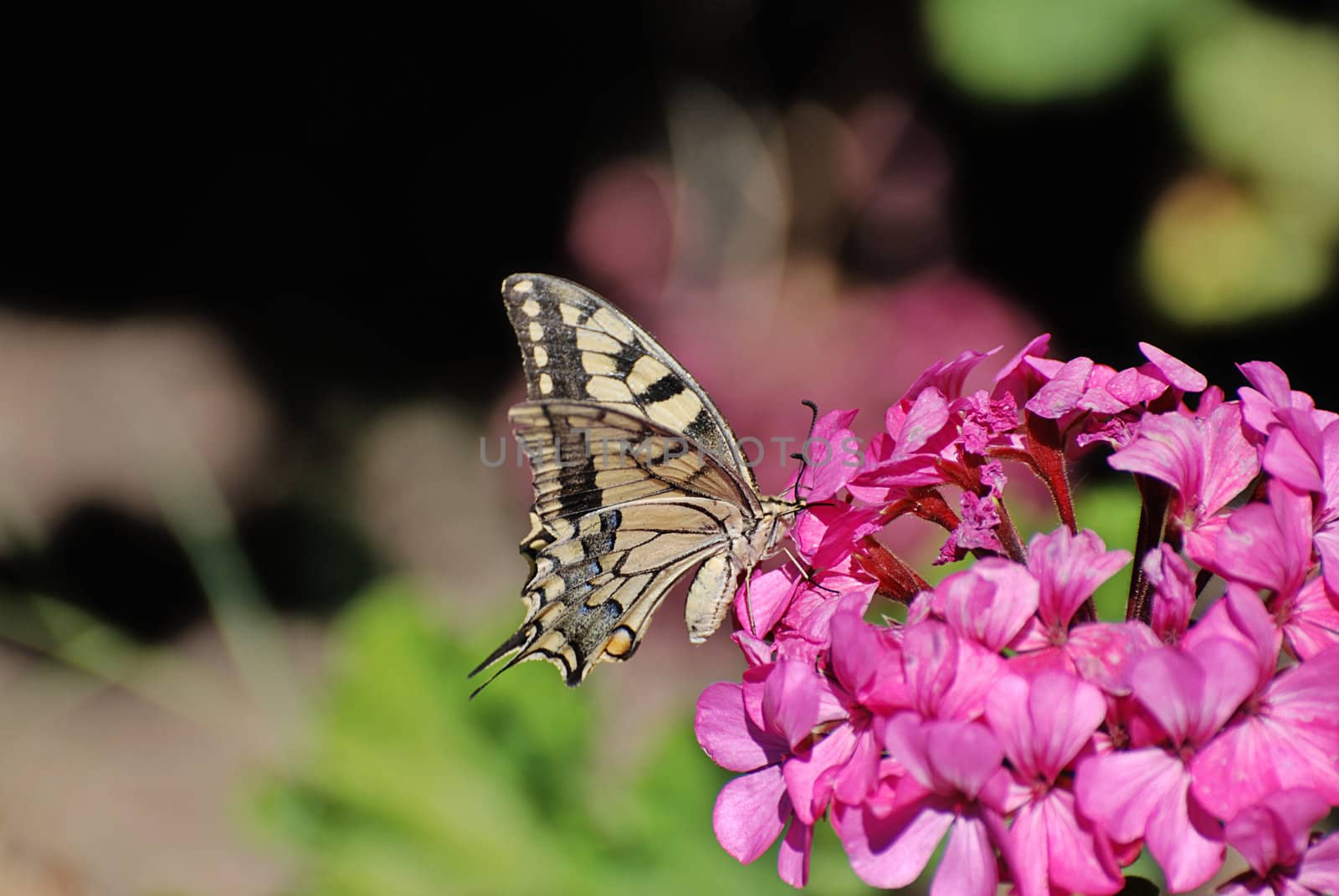Swallowtail drinking from a flower