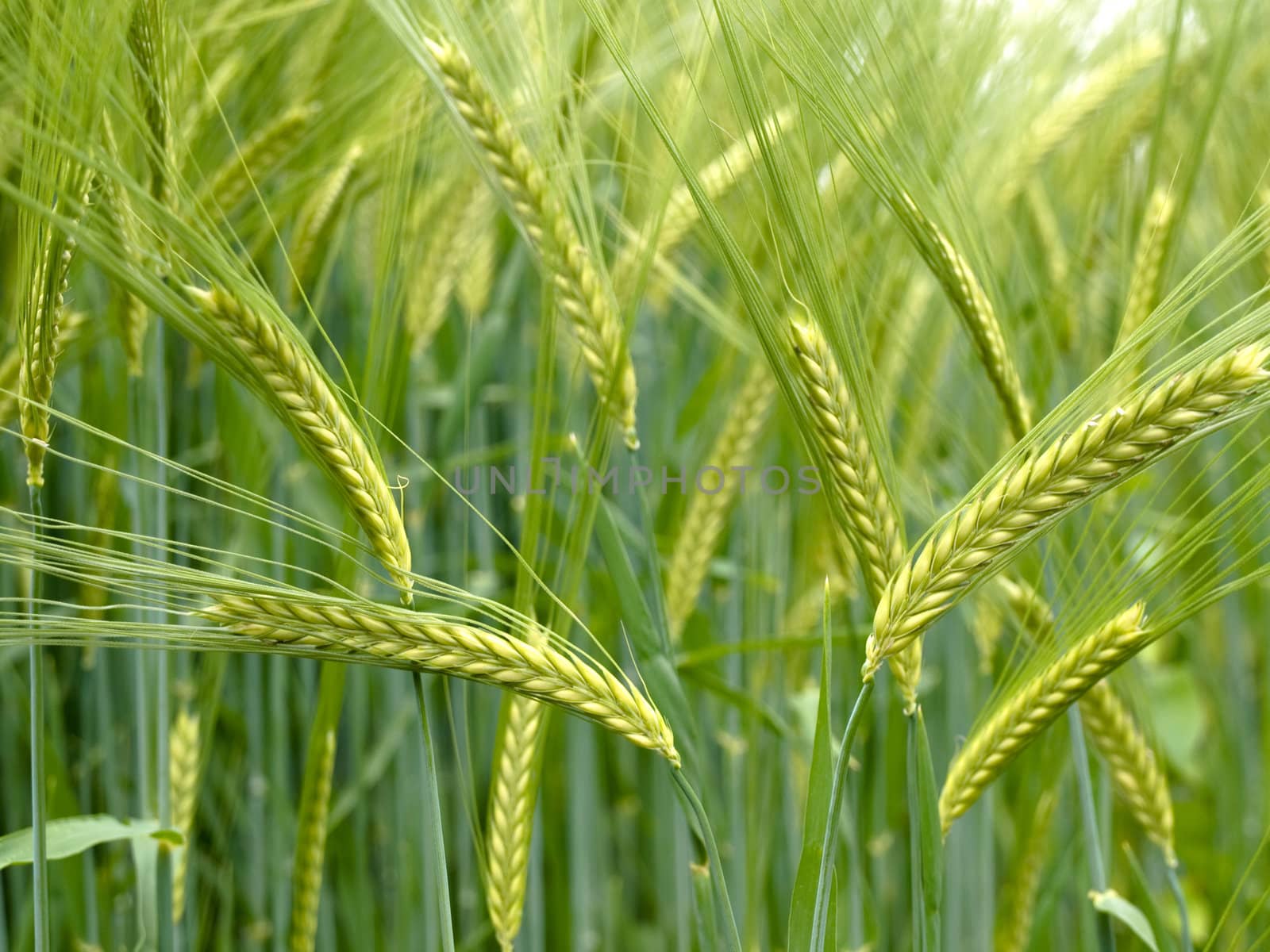 Close up of a Green durum wheat field