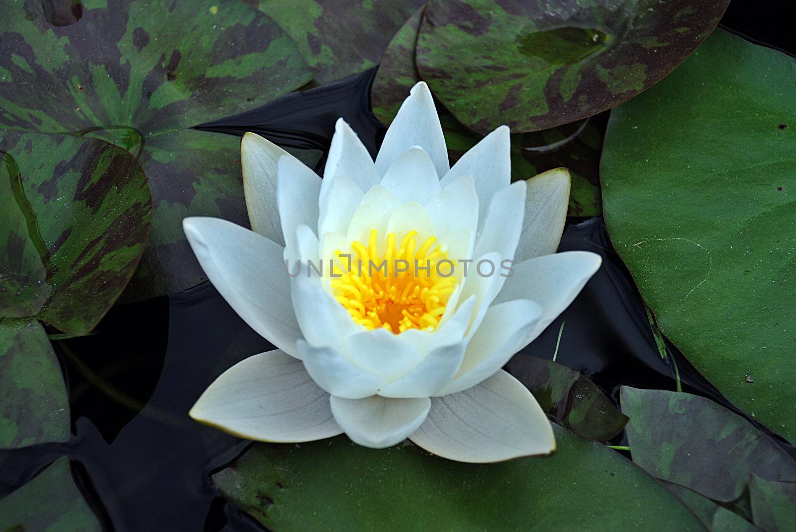 One water lotus - lily among many green pads in the pond   