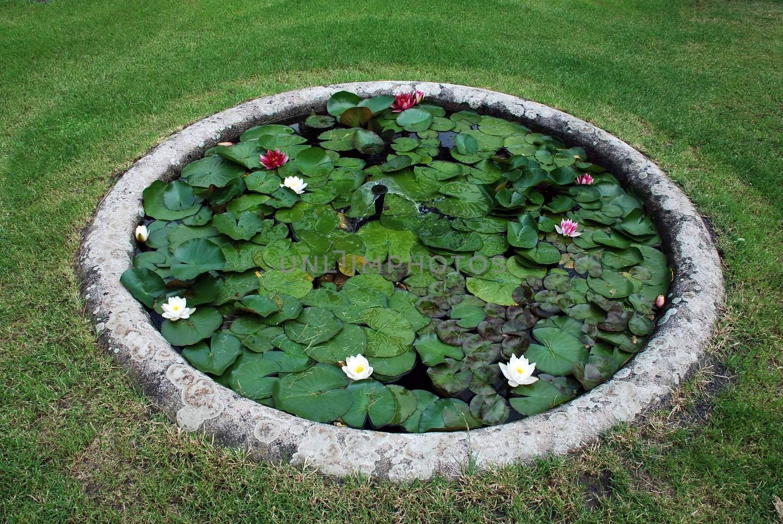 Small round garden pond with water lilly in bloom