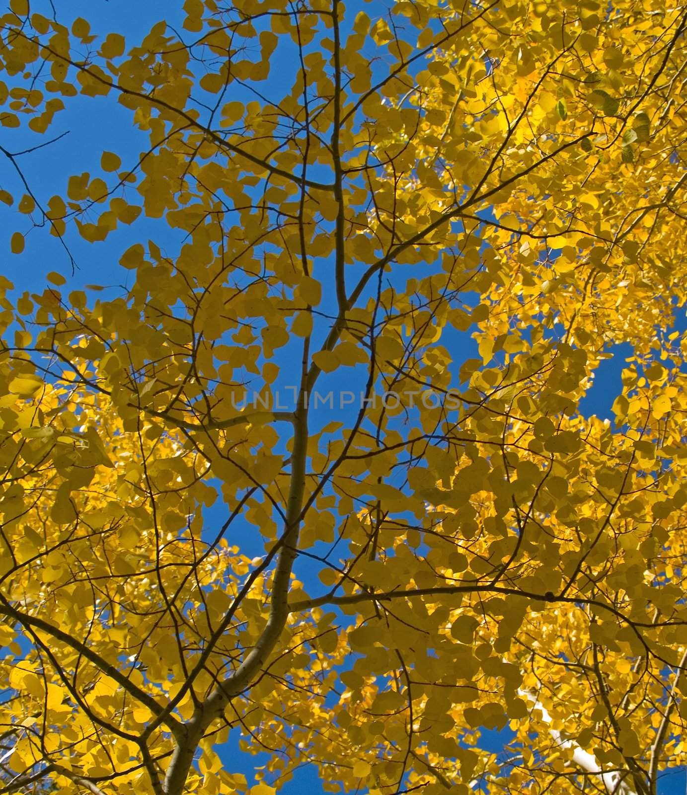 Aspen leaves under a blue sky in Colorado's Rocky Mountains