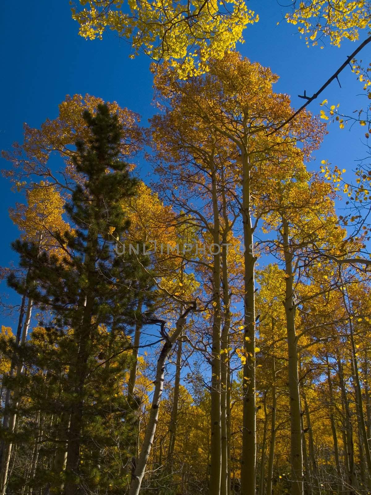 Autumn along the Saint Vrain Mountain trail near Allenspark, Colorado.
