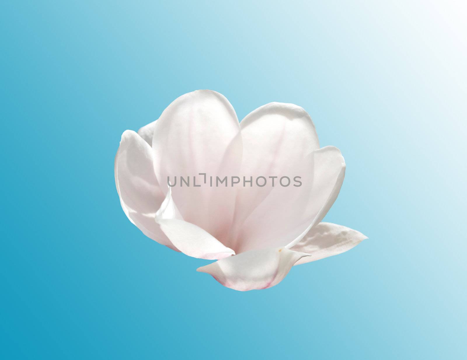 Isolated magnolia blossom by fyletto