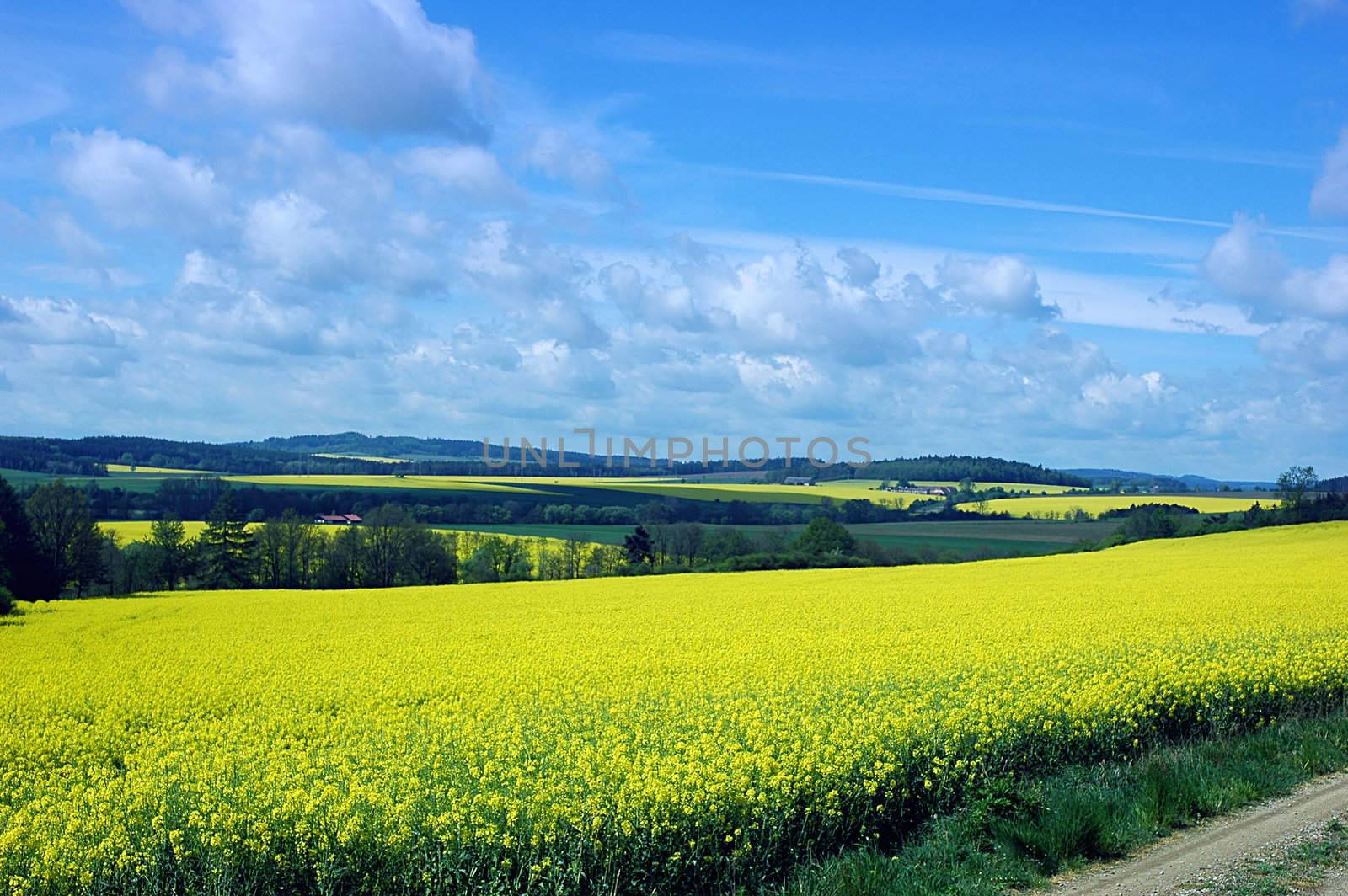 Country with rape field, road and forests.