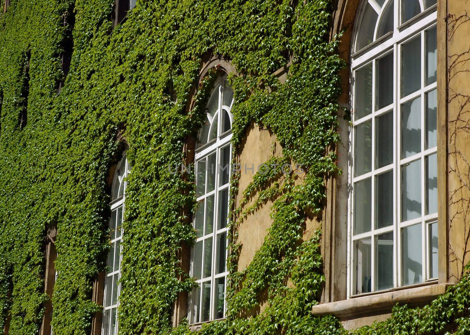Windows of a library with a creeping leaves of wild wine
